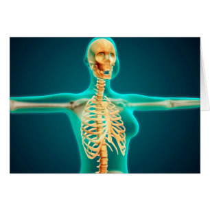 RöntgenUitzicht van het Vrouw bovenlichaam met rib