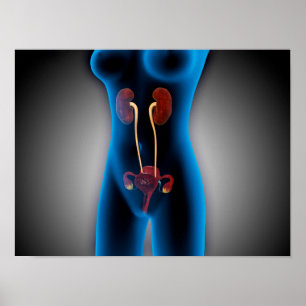 RöntgenUitzicht van het Vrouw met een voortplantin Poster