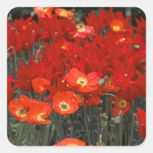 Rood als je tulpen vierkante sticker