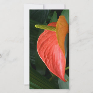 Rood Anthurium Plant tegen olie Bedankkaart
