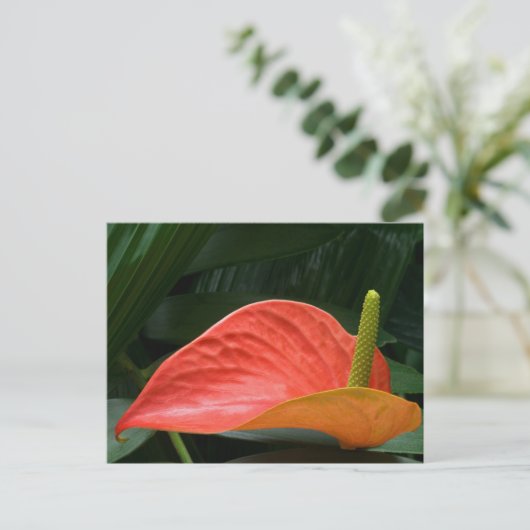Rood Anthurium Plant tegen olie Briefkaart (Staand voorkant)
