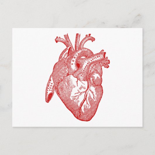 Rood Antiek anatomisch hart Briefkaart (Voorkant)