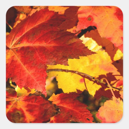 Rood blad geel blad gouden herfst bladeren vierkante sticker (Voorkant)