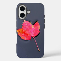 Rood blad op het water