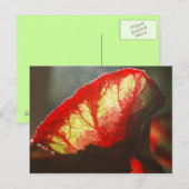 Rood blad voor het boren briefkaart (Voorkant / Achterkant)