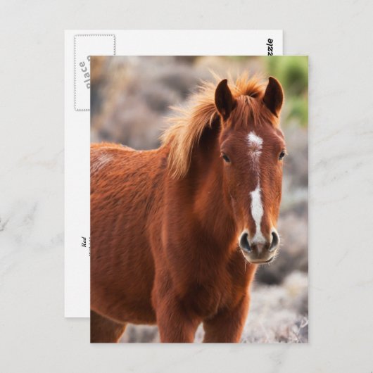 Rood Briefkaart (Voorkant / Achterkant)