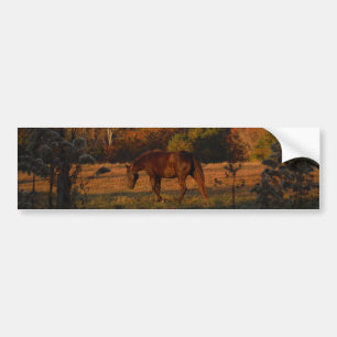 Rood bruin paard, herfst bossen. bumpersticker