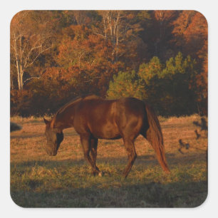 Rood bruin paard, herfst bossen. vierkante sticker