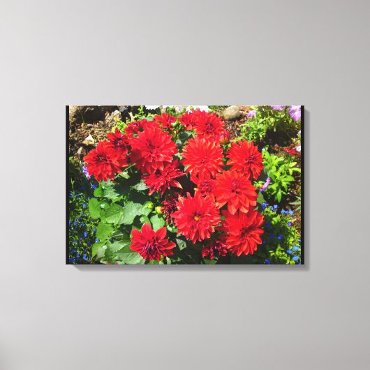 Rood Dahlia Bloemdoek Canvas Afdruk (Voorkant)