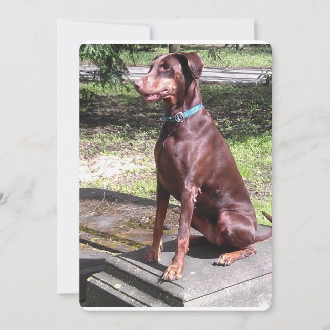 rood doberman.png (Voorkant)