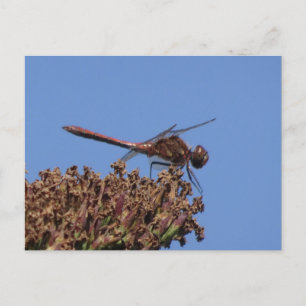 Rood Dragonfly DIY Briefkaart