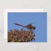 Rood Dragonfly DIY Briefkaart (Voorkant / Achterkant)