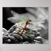 Rood dragonfly (Sympetrum vicinum) Poster (Voorkant)