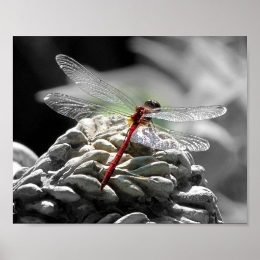 Rood dragonfly (Sympetrum vicinum) Poster (Voorkant)