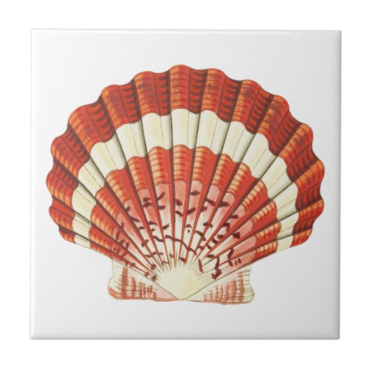 Rood en Bleek Geel Scallop schelp Acryl  Tegeltje (Voorkant)