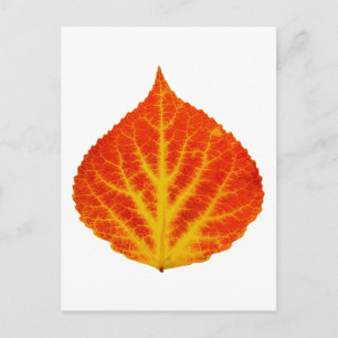Rood en geel esperen Leaf #10 Briefkaart