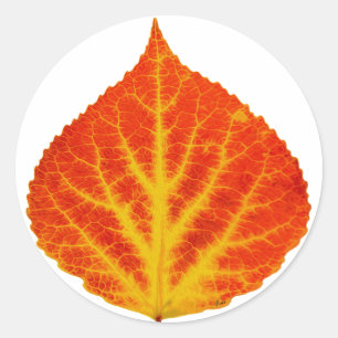 Rood en geel esperen Leaf #10 Ronde Sticker