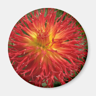 Rood en Geel Gek Dahlia Meerdere items Magneet