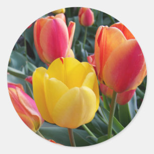 Rood en geel Tulpen Tuinfoto Ronde Sticker