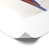 Rood en gele ara poster (Hoek)