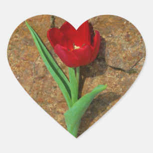 Rood- en gele Tulp Hart Sticker