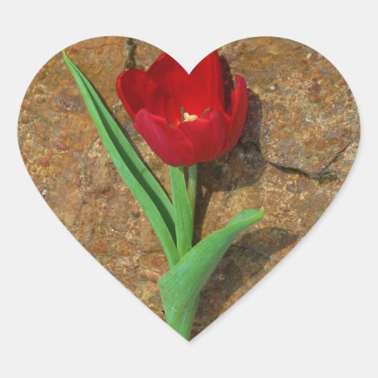 Rood- en gele Tulp Hart Sticker (Voorkant)