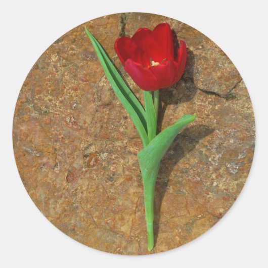 Rood- en gele Tulp Ronde Sticker (Voorkant)