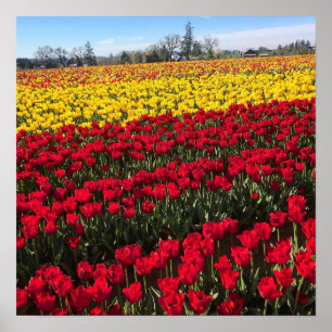Rood- en gele Tulp-veld Poster