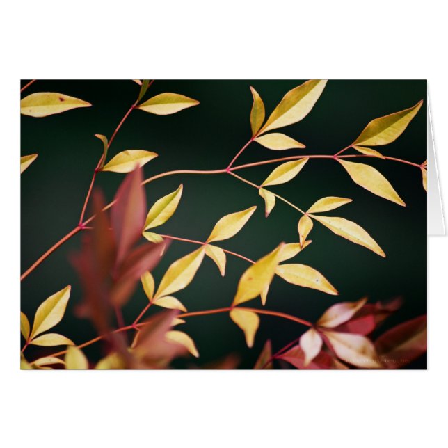 Rood- en goudKaart (Voorkant Horizontaal)