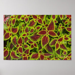 Rood- en Groen Coleus Background Canvas of Poster