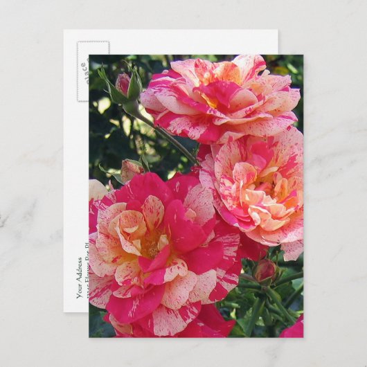 Rood en Wit Gestreepte Rozen Bewerkbaar Briefkaart (Voorkant / Achterkant)