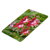 Rood en Wit Gladiolas Zomer Botanisch Magneet (Linkerzijde)
