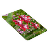Rood en Wit Gladiolas Zomer Botanisch Magneet (Rechterzijde)
