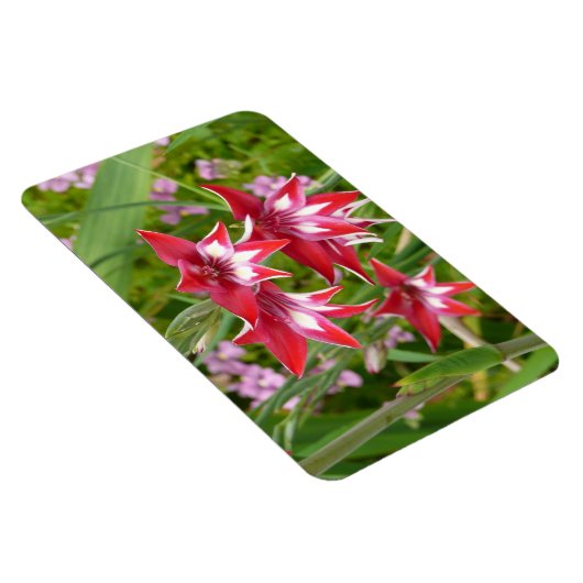 Rood en Wit Gladiolas Zomer Botanisch Magneet (Rechterzijde)
