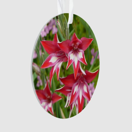 Rood en Wit Gladiolas Zomer Botanisch Ornament (voorkant)