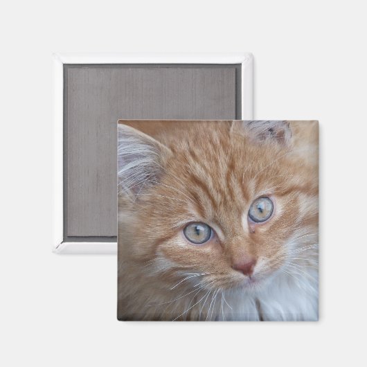 Rood en wit, langharig, tabby kattengezicht magneet (Voorkant / Achterkant)