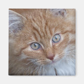 Rood en wit, langharig, tabby kattengezicht magneet (Voorkant)
