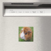 Rood en wit, langkorrelig varken in gras magneet (Insitu (Vaatwasser))