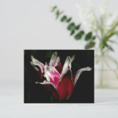 Rood en wit op zwart briefkaart (Staand voorkant)