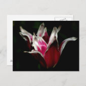 Rood en wit op zwart briefkaart (Voorkant / Achterkant)