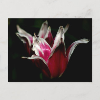 Rood en wit op zwart briefkaart