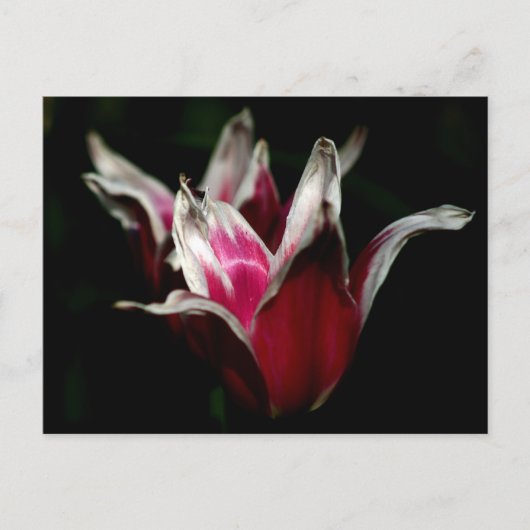 Rood en wit op zwart briefkaart (Voorkant)