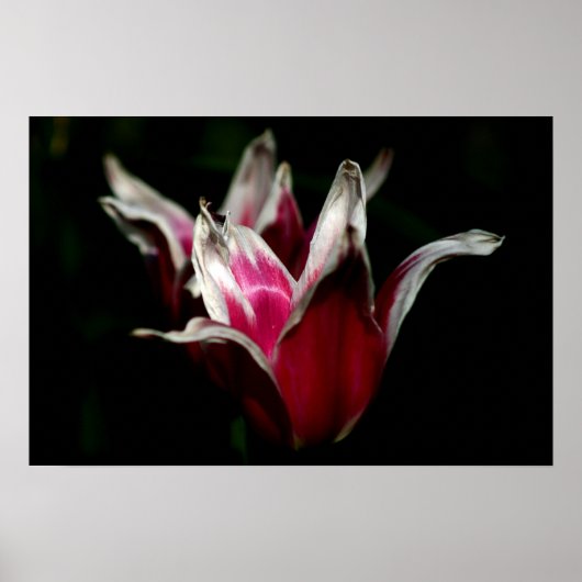 Rood en wit op zwart poster (Voorkant)