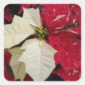 Rood en wit Poinsettia Holiday Vierkante Sticker (Voorkant)