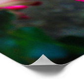 Rood en wit Roos Poster (Hoek)