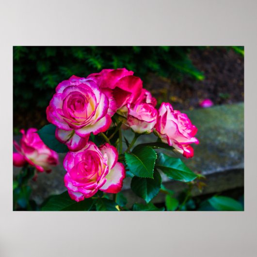 Rood en wit Roos Poster (Voorkant)