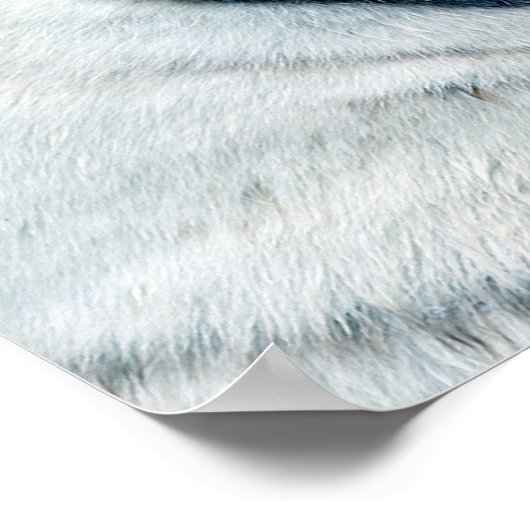 Rood- en witte tijgers die elkaar tegenkomen poster (Hoek)