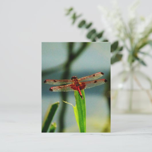 Rood- en zwarte dragonvlieg met schroefdraad briefkaart (Staand voorkant)