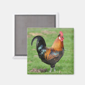 Rood- en zwarte rooster magneet (Voorkant / Achterkant)