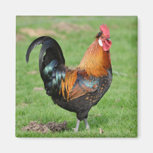 Rood- en zwarte rooster magneet